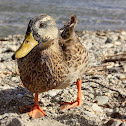 Female Wild Duck