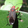 Cotton stainer