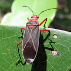 Cotton stainer