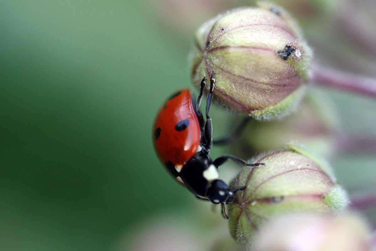 Seven-spotted ladybug