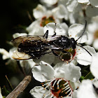 Unknown wasp