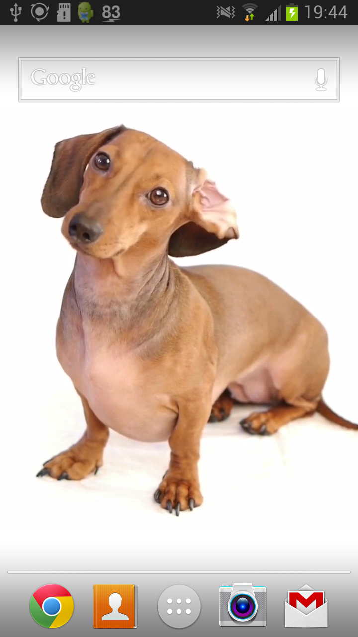 Android application Dachshund Dog Live Wallpaper screenshort