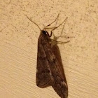 Fall Cankerworm Moth, male