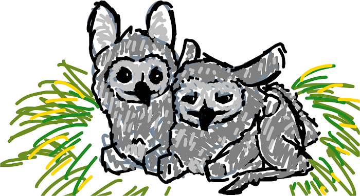 fawnlets