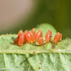 False potato beetle