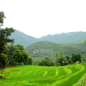 Helmalu by Uthpala Kuruppuarachchi - Landscapes Prairies, Meadows & Fields