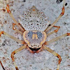 Ornamental Tree Trunk Spider(female)