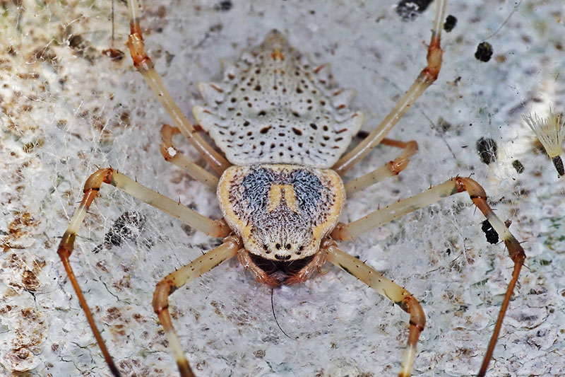 Ornamental Tree Trunk Spider(female)