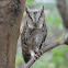 領角鴞  Collard Scops Owl