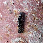 Kahukowhai larva