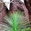 Grass Tree