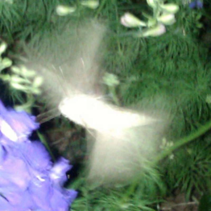 Whitelined sphinix moth