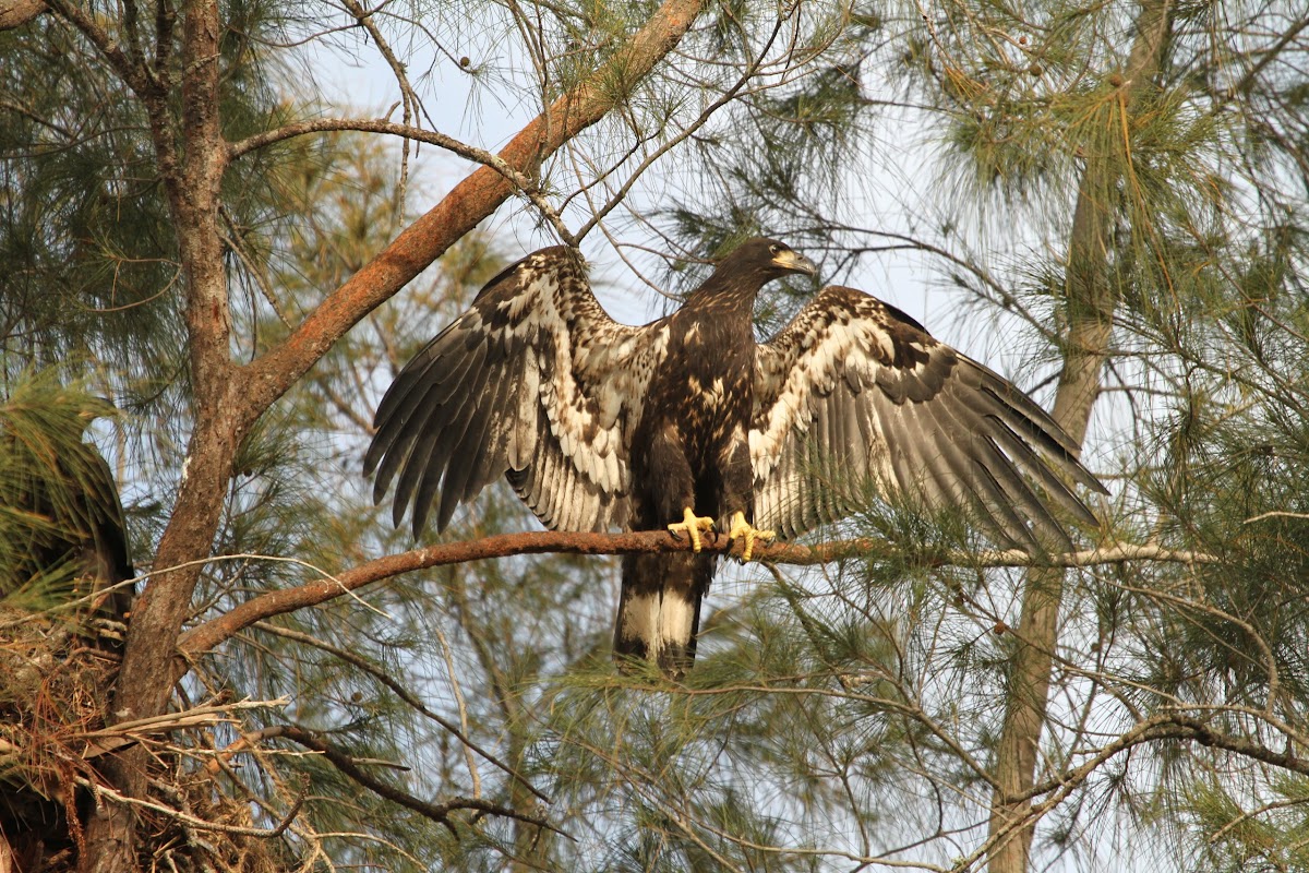 Immature Bald Eagle (3 months old)