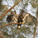 Immature Bald Eagle (3 months old)