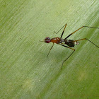 Orange Stilt-legged Fly