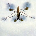 Water Strider