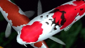 Download Gambar Ikan Koi