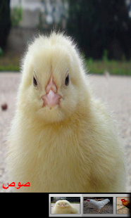 Free Sounds For Kids - Basic APK for PC