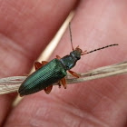 Comb-clawed Beetle - 4