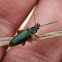 Comb-clawed Beetle - 4