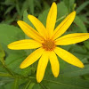 Woodland Sunflower