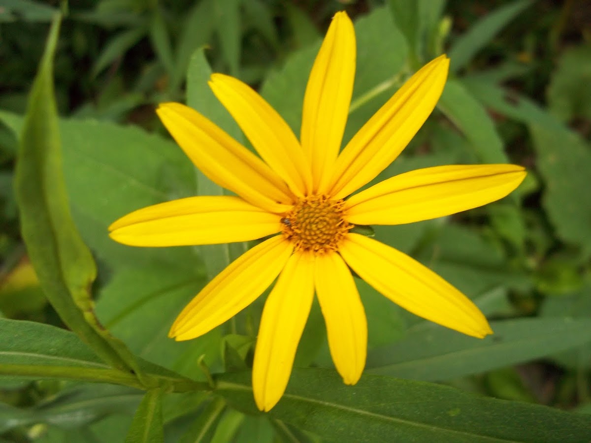 Woodland Sunflower