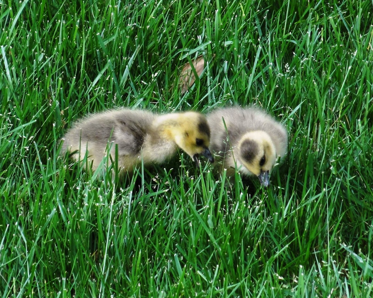 Canada Goose (Goslings)