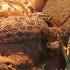 Mexican lance-headed rattlesnake