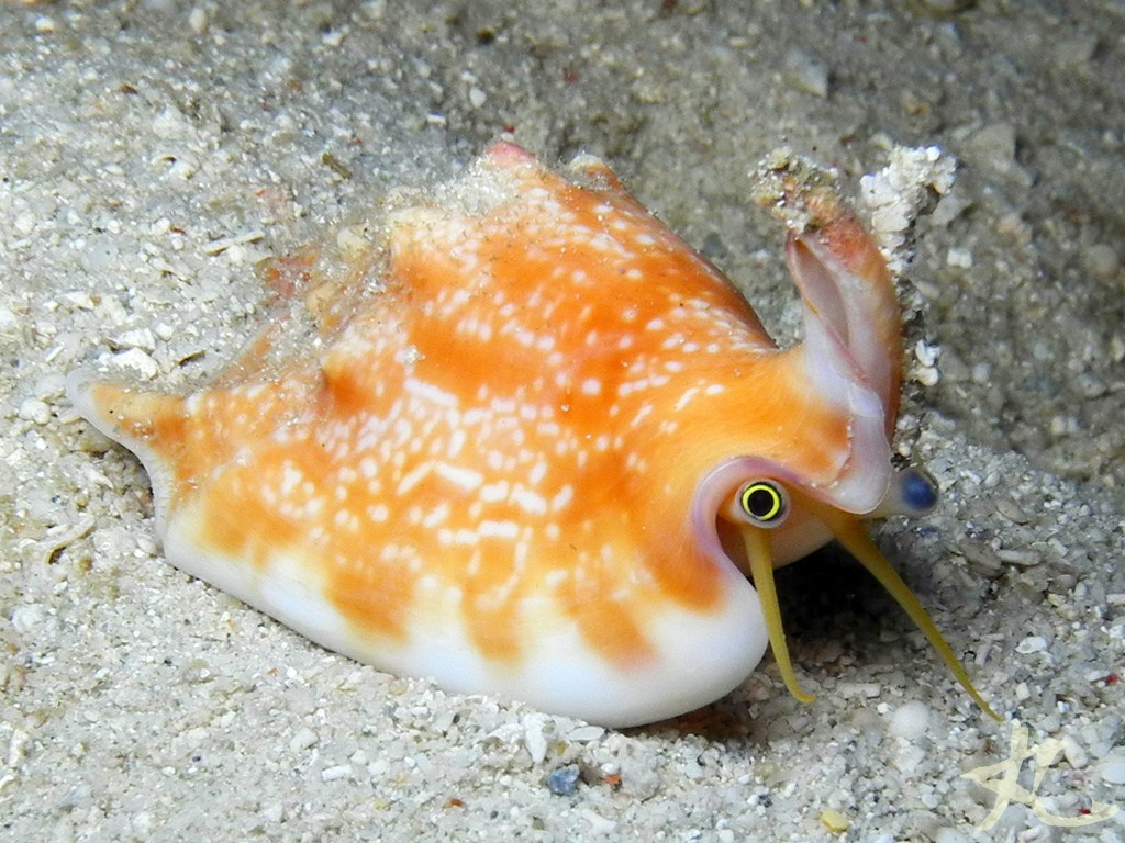 Vomer Conch