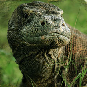 EI: Komodo Island 0.8.2