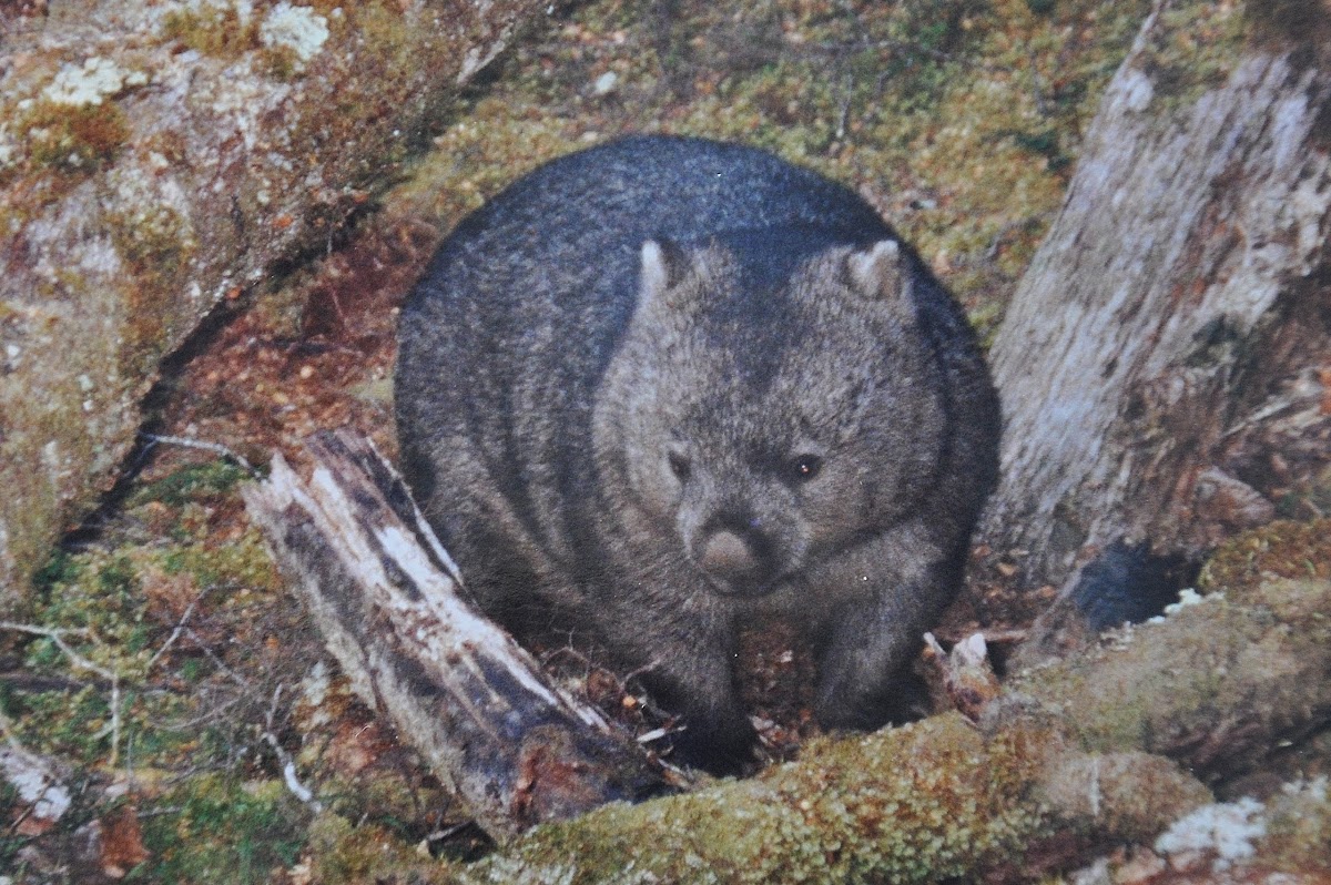 Tasmanian Bare-nosed Wombat