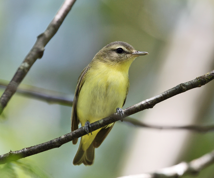 Philadelphia Vireo