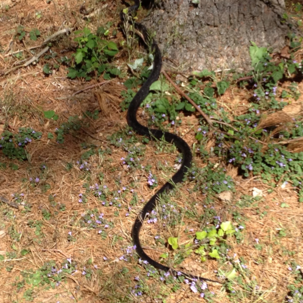 Black rat snake