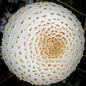 Golf Ball Mushroom by Christopher Burnett - Nature Up Close Mushrooms & Fungi