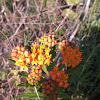 Butterfly weed