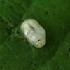 Larva