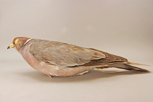 Gefahrdete Biodiversitat Chicago Academy Of Sciences Peggy Notebaert Nature Museum Google Arts Culture