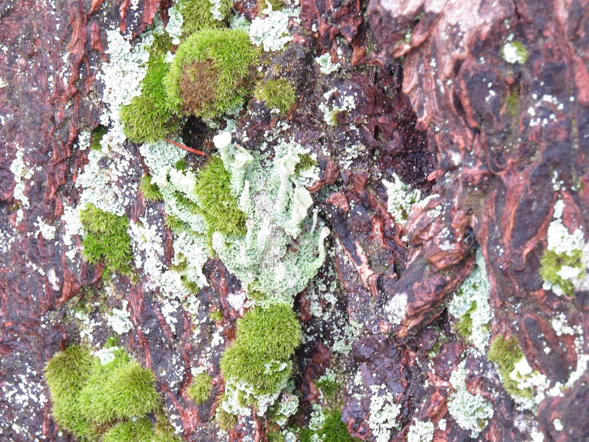Club lichen