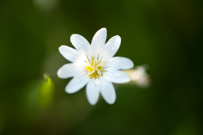 Field chickweed