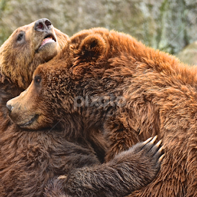 by Wendell Kennedy - Animals Other