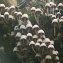 tree mushroom