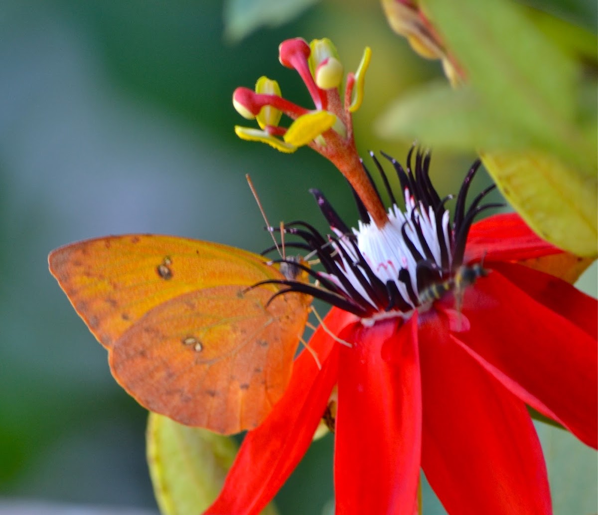 Orange-barred Sulphur Butterfly-Female