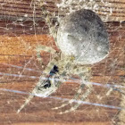 Barn Spider (female)