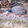 Common white-breasted Waterhen