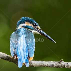 Common Kingfisher by Yunus Mony - Animals Birds
