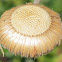 Rock Daisy Seed Heads