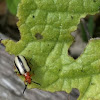 Type of blister beetle 
