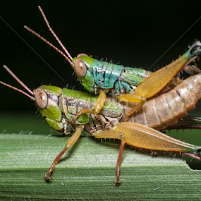 mating season by Yudi Saksono - Animals Insects & Spiders