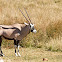 Common Beisa Oryx