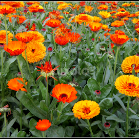 parade  by Kausik Banerjee - Flowers Flower Gardens